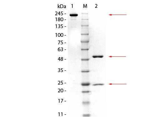 WB - Anti-GSTM3 (MOUSE) Monoclonal Antibody ASR4225